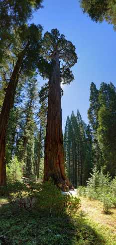 Sequoia Trees Sequoia Tree - Panoramic - Landscape - Photography - Photo - Print - Nature - Stock Photos - Images - Fine Art Prints -...