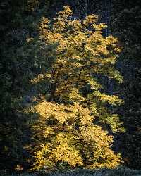 Somes Bar California Forest Autumn Light Yellow Tree Rain Prints Stock Photo Panoramic - 022676 - 25-10-2017 - 7708x9621 Pixel Somes Bar California Forest Autumn Light Yellow Tree Rain Prints Stock Photo Panoramic Prints For Sale Fine Art Photography Galleries Art Photography Gallery...