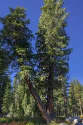 Snow Creek Lake Tioga Pass Yosemite National Park Fine Art Landscapes Fine Art Photography - 014272 - 20-10-2014 - 4781x11793 Pixel Snow Creek Lake Tioga Pass Yosemite National Park Fine Art Landscapes Fine Art Photography Fine Art Landscape Fine Art Giclee Printing Fine Art Printing Royalty...