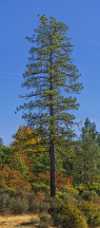 Burney Burney - Panoramic - Landscape - Photography - Photo - Print - Nature - Stock Photos - Images - Fine Art Prints - Sale -...