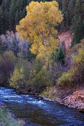 Basalt Fryingpan River Colorado Landscape Bush Forest Tree Art Prints For Sale Grass Fine Art Coast - 006901 - 14-10-2010 - 4236x6697 Pixel Basalt Fryingpan River Colorado Landscape Bush Forest Tree Art Prints For Sale Grass Fine Art Coast Famous Fine Art Photographers Town Ice Animal Spring Royalty...