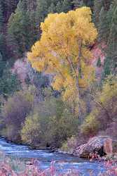 Basalt Fryingpan River Colorado Landscape Bush Forest Tree What Is Fine Art Photography Rain City - 006903 - 14-10-2010 - 4272x7338 Pixel Basalt Fryingpan River Colorado Landscape Bush Forest Tree What Is Fine Art Photography Rain City Shore Lake Photography Prints For Sale Stock Pictures Cloud...