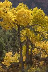 Gateway Colorado Grass Farm Cottonwood Tree Autumn Fall Fine Art Fotografie Pass Fine Art Posters - 022021 - 15-10-2017 - 7227x12244 Pixel Gateway Colorado Grass Farm Cottonwood Tree Autumn Fall Fine Art Fotografie Pass Fine Art Posters Fine Art Giclee Printing Flower Shore Royalty Free Stock...