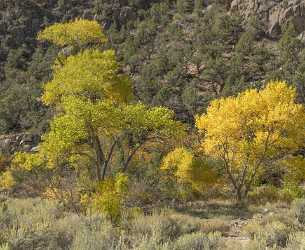 Gateway Colorado Grass Farm Cottonwood Tree Autumn Fall View Point Photo Stock Photos - 022023 - 15-10-2017 - 12454x10217 Pixel Gateway Colorado Grass Farm Cottonwood Tree Autumn Fall View Point Photo Stock Photos Royalty Free Stock Photos Hi Resolution Animal Creek Fine Arts Photography...