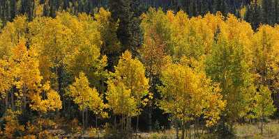 Silverton Molas Pass Colorado Autumn Color Fall Foliage Animal Fine Art Fotografie Fine Art Print - 007947 - 17-09-2010 - 11848x4093 Pixel Silverton Molas Pass Colorado Autumn Color Fall Foliage Animal Fine Art Fotografie Fine Art Print Forest Country Road Stock Photos Fog River Lake Stock Image...