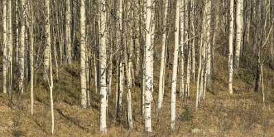 Ouray Colorado Million Dollar Road Crystal Lake Aspen What Is Fine Art Photography - 021987 - 16-10-2017 - 32066x7632 Pixel Ouray Colorado Million Dollar Road Crystal Lake Aspen What Is Fine Art Photography Famous Fine Art Photographers Pass Country Road Fine Art Prints For Sale Town...