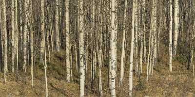 Ouray Colorado Million Dollar Road Crystal Lake Aspen Fine Art Prints For Sale Fine Art Photo - 021988 - 16-10-2017 - 39175x7749 Pixel Ouray Colorado Million Dollar Road Crystal Lake Aspen Fine Art Prints For Sale Fine Art Photo Prints For Sale Fine Art Giclee Printing Photo Fine Art...