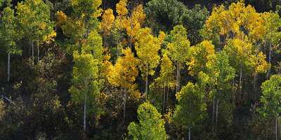 Placerville Specie Creek Road Colorado Landscape Autumn Color Sunshine Coast Fine Art Photography - 008021 - 18-09-2010 - 9726x3885 Pixel Placerville Specie Creek Road Colorado Landscape Autumn Color Sunshine Coast Fine Art Photography Photography Prints For Sale Fine Art Photography Prints For...