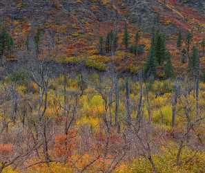 Placerville Colorado Mountain Range Autumn Color Fall Foliage Cloud Coast Outlook - 014446 - 12-10-2014 - 8261x6954 Pixel Placerville Colorado Mountain Range Autumn Color Fall Foliage Cloud Coast Outlook Fine Art Landscapes Fine Art Photography For Sale Royalty Free Stock Images...