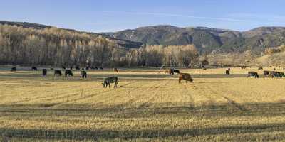 Pleasant Valley Colorado Cow Grass Farm Cottonwood Tree Cloud Fine Art Print Color Lake Summer - 021947 - 16-10-2017 - 29597x7746 Pixel Pleasant Valley Colorado Cow Grass Farm Cottonwood Tree Cloud Fine Art Print Color Lake Summer Fine Art Photography For Sale Fine Art Giclee Printing Rock...