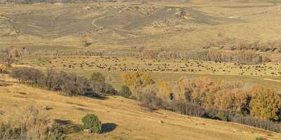 Pleasant Valley Colorado Cow Grass Farm Cottonwood Tree Shoreline Creek Art Prints For Sale - 021948 - 16-10-2017 - 27323x7870 Pixel Pleasant Valley Colorado Cow Grass Farm Cottonwood Tree Shoreline Creek Art Prints For Sale Panoramic Barn Fine Art Photography Prints For Sale Landscape...