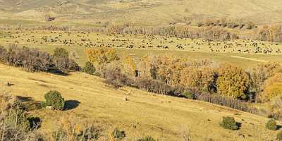 Pleasant Valley Colorado Cow Grass Farm Cottonwood Tree Color Hi Resolution - 021949 - 16-10-2017 - 24883x7666 Pixel Pleasant Valley Colorado Cow Grass Farm Cottonwood Tree Color Hi Resolution Fine Art Photography Prints Royalty Free Stock Photos Country Road Prints For Sale...