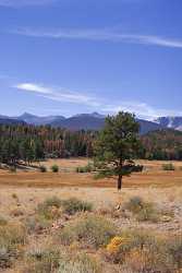 Rocky Mountain National Park Navy Hill Road Colorado Tree Fine Art Prints For Sale Photo - 005758 - 25-09-2010 - 4099x6758 Pixel Rocky Mountain National Park Navy Hill Road Colorado Tree Fine Art Prints For Sale Photo Stock Image Royalty Free Stock Images Ice Fine Art Photographer Fine...