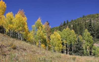 Sawpit Silver Pick Road Colorado Landscape Autumn Color View Point Art Printing - 007787 - 16-09-2010 - 6961x4343 Pixel Sawpit Silver Pick Road Colorado Landscape Autumn Color View Point Art Printing Fine Art Photography Island Senic Winter City Creek Fine Art Prints Fine Art...