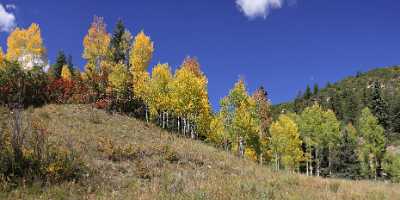 Sawpit Silver Pick Road Colorado Landscape Autumn Color Fog Pass Nature Rain Tree Stock Photos - 007788 - 16-09-2010 - 8816x4276 Pixel Sawpit Silver Pick Road Colorado Landscape Autumn Color Fog Pass Nature Rain Tree Stock Photos Landscape Photography Prints For Sale Photo Fine Art Fine Art...