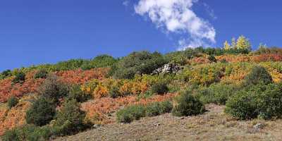 Sawpit Silver Pick Road Colorado Landscape Autumn Color Art Photography Gallery - 007790 - 16-09-2010 - 13649x4303 Pixel Sawpit Silver Pick Road Colorado Landscape Autumn Color Art Photography Gallery Fine Art Photographer Fine Art Leave Art Prints Stock Image Fine Art Posters...