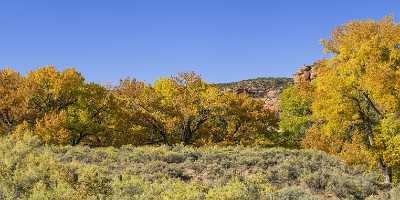 Whitewater Gibbler Gulch Cottonwood Tree Colorado Autumn Fall Shoreline Beach Art Printing - 022035 - 15-10-2017 - 19335x7679 Pixel Whitewater Gibbler Gulch Cottonwood Tree Colorado Autumn Fall Sonnenschein Felsen Herbst Panorama Fotografie Baum In Bluete Gletscher Landschaft Kuesten...