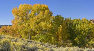 Whitewater Gibbler Gulch Cottonwood Tree Colorado Autumn Fall Fine Art America Island - 022037 - 15-10-2017 - 15279x8342 Pixel Whitewater Gibbler Gulch Cottonwood Tree Colorado Autumn Fall Sonnenschein Felsen Herbst Panorama Fotografie Baum In Bluete Gletscher Landschaft Kuesten...