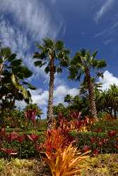 Dole Plantation Noth Shore Hawaii Palm Tree Tropical Stock Images Color Fine Art Landscapes - 009712 - 19-10-2011 - 4724x8045 Pixel Dole Plantation Noth Shore Hawaii Palm Tree Tropical Stock Images Color Fine Art Landscapes Fine Art Landscape Fine Art Photography Prints For Sale Prints Order...