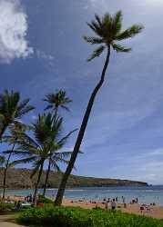 Hanauma Bay Beach Park Oahu Hawaii Palmtree Tropical Stock River Art Prints Fine Art Fotografie - 010194 - 26-10-2011 - 5225x7310 Pixel Hanauma Bay Beach Park Oahu Hawaii Palmtree Tropical Stock River Art Prints Fine Art Fotografie Fine Art Photo Pass Fine Art Giclee Printing Fine Art...