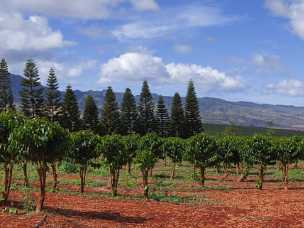 Waialua Plantation