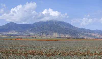 Plantation Noth Shore Hawaii Pineapple Ocean Sky Cloud Fine Art Photographers Stock Images - 010598 - 22-10-2011 - 10613x6146 Pixel Plantation Noth Shore Hawaii Pineapple Ocean Sky Cloud Fine Art Photographers Stock Images Hi Resolution Pass Fine Art Prints For Sale Leave Panoramic Fine Art...