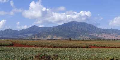 Plantation Noth Shore Hawaii Pineapple Ocean Sky Cloud Fine Art Photography For Sale Shoreline - 010601 - 22-10-2011 - 9887x4056 Pixel Plantation Noth Shore Hawaii Pineapple Ocean Sky Cloud Fine Art Photography For Sale Shoreline Fine Art Photography Galleries Fine Art Landscape Photography...