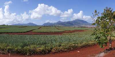 Plantation Noth Shore Hawaii Pineapple Ocean Sky Cloud Fine Art Printer Modern Art Prints Landscape - 010604 - 22-10-2011 - 9332x4139 Pixel Plantation Noth Shore Hawaii Pineapple Ocean Sky Cloud Fine Art Printer Modern Art Prints Landscape View Point Art Prints For Sale Fine Art Photos Town Fine Art...