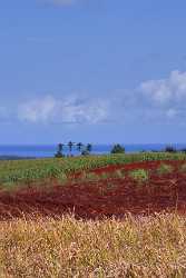 Plantation Noth Shore Hawaii Pineapple Ocean Sky Cloud Photo Image Stock Flower - 010605 - 22-10-2011 - 4120x6855 Pixel Plantation Noth Shore Hawaii Pineapple Ocean Sky Cloud Photo Image Stock Flower Art Photography For Sale Rain Fine Art Photography Prints For Sale Photography...