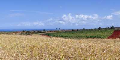 Plantation Noth Shore Hawaii Pineapple Ocean Sky Cloud Snow Fine Art Giclee Printing River - 010608 - 22-10-2011 - 10633x4229 Pixel Plantation Noth Shore Hawaii Pineapple Ocean Sky Cloud Snow Fine Art Giclee Printing River Fine Art Printing Autumn Winter Island Fine Arts What Is Fine Art...