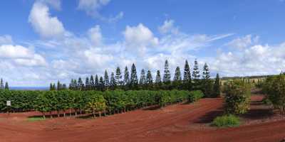 Waialua Coffee Plantation Noth Shore Hawaii Ocean Sky Flower Creek Fine Art Landscapes Prints - 010658 - 28-10-2011 - 8942x3922 Pixel Waialua Coffee Plantation Noth Shore Hawaii Ocean Sky Flower Creek Fine Art Landscapes Prints Fine Art Nature Photography Fine Art Fine Art Photography Fine Art...