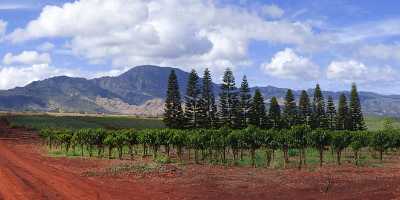 Waialua Coffee Plantation Noth Shore Hawaii Ocean Sky Fine Art Photography Prints - 010659 - 28-10-2011 - 12094x4160 Pixel Waialua Coffee Plantation Noth Shore Hawaii Ocean Sky Fine Art Photography Prints Western Art Prints For Sale Fine Art Photography Fine Art Printer Summer Creek...