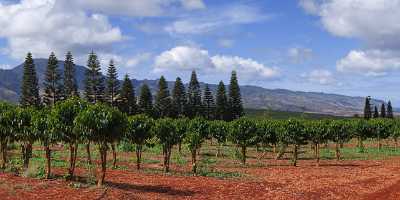 Waialua Coffee Plantation Noth Shore Hawaii Ocean Sky Stock Pictures Spring Modern Art Print - 010660 - 28-10-2011 - 12212x4085 Pixel Waialua Coffee Plantation Noth Shore Hawaii Ocean Sky Stock Pictures Spring Modern Art Print Fine Art Landscape Photography Art Prints For Sale Leave Fine Art...