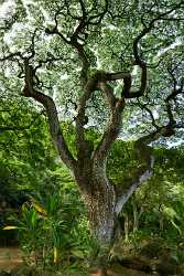 Waimea Falls Park Valley Oahu Hawaii Tree Hibiskus Stock Image Photo Fine Art Photography Coast - 010127 - 25-10-2011 - 4971x8882 Pixel Waimea Falls Park Valley Oahu Hawaii Tree Hibiskus Stock Image Photo Fine Art Photography Coast Creek Sale Nature Western Art Prints For Sale Panoramic Beach...