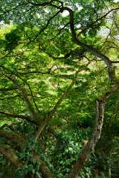 Waimea Falls Park Valley Oahu Hawaii Tree Hibiskus Art Photography Gallery Image Stock Sale City - 010128 - 25-10-2011 - 4758x9744 Pixel Waimea Falls Park Valley Oahu Hawaii Tree Hibiskus Art Photography Gallery Image Stock Sale City Royalty Free Stock Images Art Prints Animal Summer Fine Art...