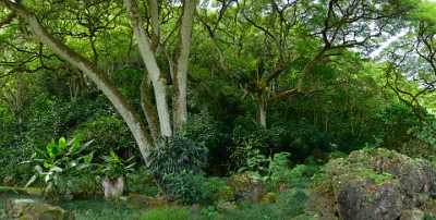 Waimea Falls Park Valley Oahu Hawaii Tree Hibiskus Leave Rock Hi Resolution Forest Snow Beach - 010129 - 25-10-2011 - 10311x5196 Pixel Waimea Falls Park Valley Oahu Hawaii Tree Hibiskus Leave Rock Hi Resolution Forest Snow Beach Fine Art Photo Flower Modern Wall Art Fine Art Print Fine Arts...