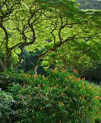 Waimea Falls Park Valley Oahu Hawaii Tree Hibiskus Fine Art Photography Rain Image Stock Fine Art - 010134 - 25-10-2011 - 5009x6109 Pixel Waimea Falls Park Valley Oahu Hawaii Tree Hibiskus Fine Art Photography Rain Image Stock Fine Art Fine Art Landscape Photography Cloud Shoreline River Shore...