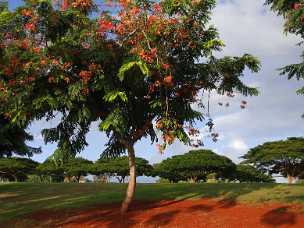 Waipio Mililani Park