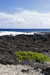 Wawamalu Beach Park Koko Head Oahu Hawaii Big Hi Resolution Fine Arts Spring Tree - 010033 - 24-10-2011 - 5604x9326 Pixel Wawamalu Beach Park Koko Head Oahu Hawaii Big Hi Resolution Fine Arts Spring Tree Fine Art Photographers Animal Coast Nature Image Stock Summer Fine Art Posters...