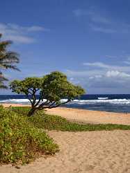 Wawamalu Beach Park Koko Head Oahu Hawaii Big Grass Fine Art Nature Photography Modern Wall Art - 010049 - 24-10-2011 - 4807x6440 Pixel Wawamalu Beach Park Koko Head Oahu Hawaii Big Grass Fine Art Nature Photography Modern Wall Art Photo Fine Art Art Printing Fine Art Prints Barn Fine Arts Creek...