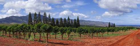 Waialua Plantation Waialua Plantation - Panoramic - Landscape - Photography - Photo - Print - Nature - Stock Photos - Images - Fine Art...
