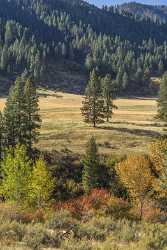 Grimes Pass Idaho Grass River Forest Tree Blue Color Winter Royalty Free Stock Photos Image Stock - 022278 - 09-10-2017 - 7881x14416 Pixel Grimes Pass Idaho Grass River Forest Tree Blue Color Winter Royalty Free Stock Photos Image Stock Fine Arts Photography Fine Art Photo Shore Fine Art Landscapes...