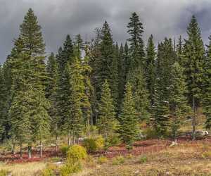 Mccall Brundage Mountain Ski Resort Idaho Snow Forest Fine Arts Art Photography Gallery - 022292 - 08-10-2017 - 13085x10908 Pixel Mccall Brundage Mountain Ski Resort Idaho Snow Forest Fine Arts Art Photography Gallery Landscape Photography Fine Art Photography For Sale Famous Fine Art...