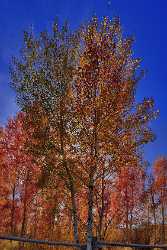 Henrys Lake Montana Tree Autumn Color Colorful Fall Royalty Free Stock Photos Fine Art - 011833 - 30-09-2012 - 10000x16980 Pixel Henrys Lake Montana Tree Autumn Color Colorful Fall Royalty Free Stock Photos Fine Art Fine Art Photos Grass Western Art Prints For Sale Order Animal Fine Art...