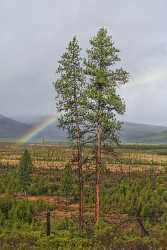 Bend Davis Lake Autumn Tree Forest Rain Rainbow Art Photography For Sale Art Prints For Sale Spring - 021783 - 22-10-2017 - 7826x14994 Pixel Bend Davis Lake Autumn Tree Forest Rain Rainbow Art Photography For Sale Art Prints For Sale Spring Royalty Free Stock Images Photography Fine Art Printer Fine...