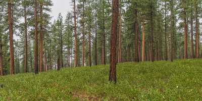 Bend Crane Prairie Reservoir Autumn Tree Forest Rain Fine Art Foto - 021784 - 22-10-2017 - 25315x7700 Pixel Bend Crane Prairie Reservoir Autumn Tree Forest Rain Fine Art Foto Fine Art Photography Prints For Sale Fog Shore Outlook Cloud Photography Fine Art Printing...