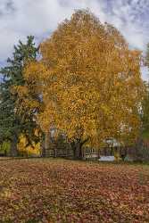 Bend Drake Park Autumn Tree Color Leave Colorful Fine Art Photographer Fine Art Photography Gallery - 021799 - 21-10-2017 - 7580x14000 Pixel Bend Drake Park Autumn Tree Color Leave Colorful Fine Art Photographer Fine Art Photography Gallery Creek Fine Art Pictures Landscape Photography Modern Art...