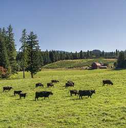 Parkdale Mount Hood National Forest Oregon Orchard Snow Shoreline Royalty Free Stock Photos - 022417 - 05-10-2017 - 8019x8165 Pixel Parkdale Mount Hood National Forest Oregon Orchard Snow Shoreline Royalty Free Stock Photos Modern Wall Art Image Stock Color Fine Art Printing Fine Art...