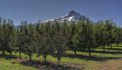 Parkdale Mount Hood National Forest Oregon Orchard Snow Fine Art Photos - 022424 - 05-10-2017 - 8769x5034 Pixel Parkdale Mount Hood National Forest Oregon Orchard Snow Fine Art Photos Fine Art Photography For Sale Fine Art Photographer Grass Shoreline Stock Images...