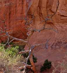 Moab Arches National Park Devils Garden Pine Tree Forest Country Road Stock Photos Fine Art Printer - 012400 - 10-10-2012 - 6695x7276 Pixel Moab Arches National Park Devils Garden Pine Tree Forest Country Road Stock Photos Fine Art Printer Fine Art Photographers Fine Art Posters Sale Fine Art...